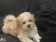 Maltipoo Puppies for sale in Greenville, SC, USA. price: $450