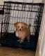 Maltipoo Puppies for sale in Jupiter, FL, USA. price: $1,200