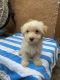 Maltipoo Puppies for sale in South Los Angeles, Los Angeles, CA, USA. price: $800