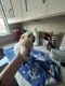 Maltipoo Puppies for sale in Bakersfield, CA, USA. price: $350