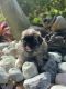 Maltipoo Puppies for sale in Homestead, FL 33033, USA. price: $500
