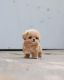 Maltipoo Puppies for sale in Los Angeles, CA, USA. price: $650