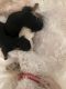 Maltipoo Puppies for sale in Detroit, MI, USA. price: $700