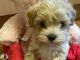 Maltipoo Puppies for sale in Columbia, SC, USA. price: $400