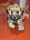 Maltipoo Puppies for sale in Los Angeles, CA, USA. price: $250