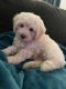Maltipoo Puppies for sale in Kyle, TX, USA. price: $80,000