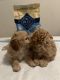 Maltipoo Puppies for sale in Tarzana, CA 91335, USA. price: $780