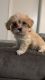 Maltipoo Puppies for sale in Sun Valley, Los Angeles, CA, USA. price: $2,000