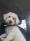 Maltipoo Puppies for sale in Sterling Heights, MI, USA. price: $400