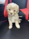 Maltipoo Puppies for sale in Los Angeles, CA, USA. price: $350