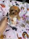 Maltipoo Puppies for sale in Miami, FL, USA. price: $1,500