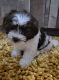 Maltipoo Puppies for sale in Hialeah Gardens, FL, USA. price: $1,700