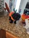 Maltipoo Puppies for sale in Macomb Township, MI, USA. price: $700