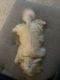 Maltipoo Puppies for sale in Detroit, MI, USA. price: $2,500