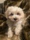 Maltipoo Puppies for sale in Myrtle Beach, SC, USA. price: $400