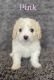 Maltipoo Puppies for sale in South Jordan, UT, USA. price: $1,200
