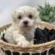 Maltipoo Puppies for sale in Charleston, SC, USA. price: $450