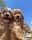 Maltipoo Puppies for sale in ON-401, Ontario, Canada. price: $400