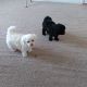 Maltipoo Puppies for sale in Homedale, Idaho. price: NA