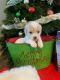Maltipoo Puppies for sale in Spanish Fork, Utah. price: $800