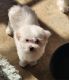 Maltipoo Puppies for sale in Henderson, Nevada. price: $1,500