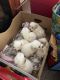 Maltipoo Puppies for sale in Murrieta, California. price: $600