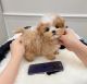 Maltipoo Puppies for sale in Madison, Wisconsin. price: $400