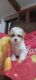 Maltipoo Puppies for sale in Vandalia, IL 62471, USA. price: $850