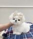 Maltipoo Puppies for sale in Tallahassee, Florida. price: $950