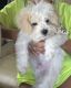 Maltipoo Puppies for sale in Jacksonville, Florida. price: NA