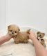 Maltipoo Puppies for sale in Detroit, Michigan. price: $400