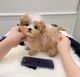 Maltipoo Puppies for sale in Jacksonville, Florida. price: $400
