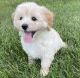 Maltipoo Puppies for sale in Toronto, Ontario. price: $650