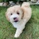 Maltipoo Puppies for sale in Milwaukee, Wisconsin. price: $580