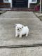 Maltipoo Puppies for sale in Spring, Texas. price: $900