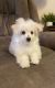 Maltipoo Puppies for sale in Anderson, South Carolina. price: $300