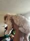 Maltipoo Puppies for sale in Long Beach, California. price: $500