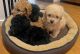 Maltipoo Puppies for sale in Sacramento, California. price: $1,500