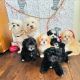 Maltipoo Puppies for sale in Loveland, Colorado. price: $1,000