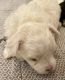 Maltipoo Puppies for sale in Mt Pleasant, TX 75455, USA. price: $2,000