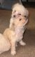 Maltipoo Puppies for sale in Torrance, California. price: $800