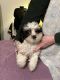 Maltipoo Puppies for sale in Sharon, Wisconsin. price: NA