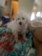 Maltipoo Puppies for sale in Palmdale, California. price: $400
