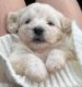 Maltipoo Puppies for sale in Billerica, MA, USA. price: $650
