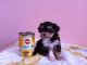 Maltipoo Puppies for sale in Boise, ID, USA. price: NA