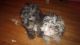 Maltipoo Puppies for sale in Capitol Heights, MD 20743, USA. price: $700