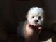 Maltipoo Puppies for sale in Akron, CO 80720, USA. price: NA