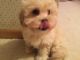 Maltipoo Puppies for sale in Arvada, CO, USA. price: NA