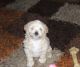 Maltipoo Puppies for sale in Salt Lake City, UT, USA. price: NA