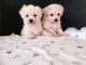 Maltipoo Puppies for sale in Richland Center, WI 53581, USA. price: $550